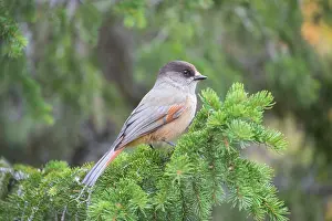 Dalarna: Siberian Jay - adult bird - Sweden