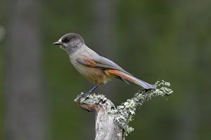 Dalarna: Siberian Jay - adult bird - Sweden