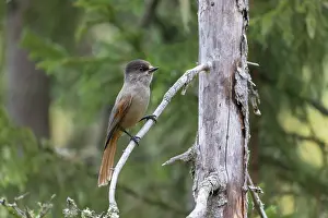 Dalarna: Siberian Jay - adult bird - Sweden