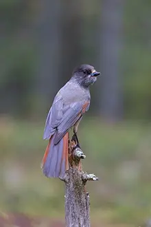 Dalarna: Siberian Jay - adult bird - Sweden
