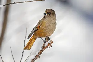 Siberian Jay - adult Siberian Jay sitting on a twig