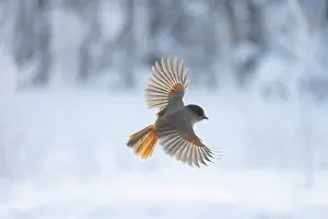 Crow Family: Siberian Jay flight