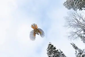 Crow Family: Siberian Jay flight