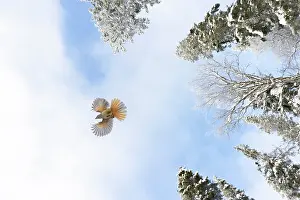 Crow Family: Siberian Jay flight