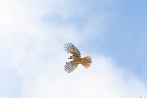 Crow Family: Siberian Jay flight