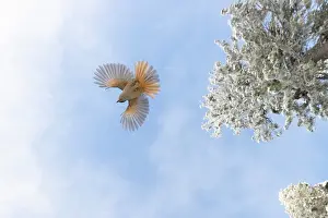 Crow Family: Siberian Jay flight