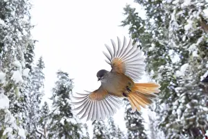 Crow Family: Siberian Jay flight