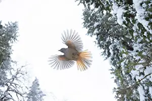 Crow Family: Siberian Jay flight