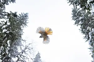 Crow Family: Siberian Jay flight