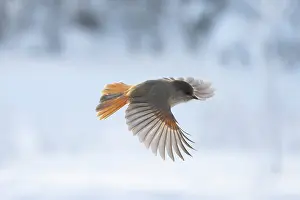 Crow Family: Siberian Jay flight