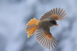 Crow Family: Siberian Jay flight