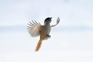 Crow Family: Siberian Jay flight