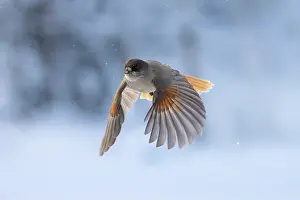 Crow Family: Siberian Jay flight