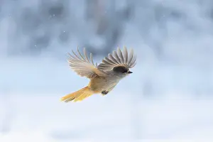 Crow Family: Siberian Jay flight