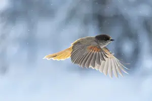 Crow Family: Siberian Jay flight