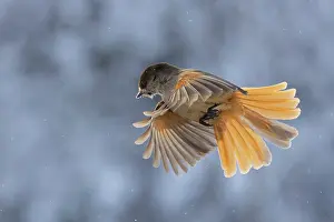 Crow Family: Siberian Jay flight