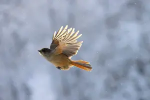 Crow Family: Siberian Jay flight