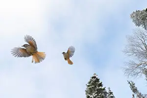 Crow Family: Siberian Jay flight