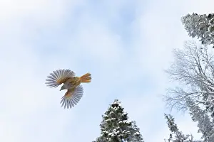 Crow Family: Siberian Jay flight