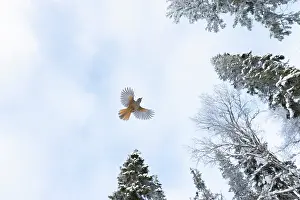Crow Family: Siberian Jay flight