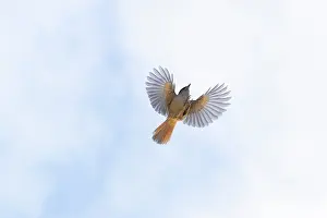 Crow Family: Siberian Jay flight