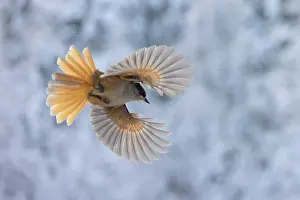 Crow Family: Siberian Jay flight