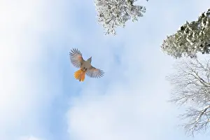 Crow Family: Siberian Jay flight