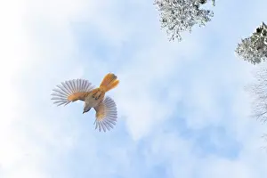 Crow Family: Siberian Jay flight