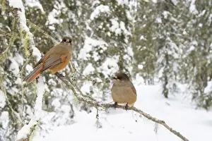 Crow Family: Siberian Jay pair