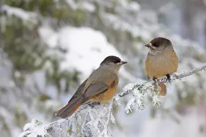 Crow Family: Siberian Jay pair