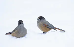 Crow Family: Siberian Jay pair