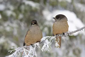 Crow Family: Siberian Jay pair
