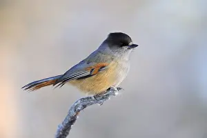 Infaustus: Siberian Jay (Perisoraus infaustus) on branch d