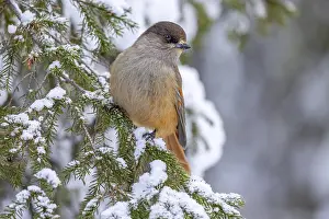 Conifer: Siberian jay (Perisoreus infaustus)