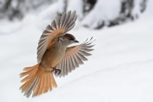 Infaustus: Siberian jay (Perisoreus infaustus) flying in the