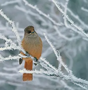 Infaustus: Siberian Jay (Perisoreus infaustus), sits on twig