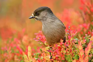 Blueberries: Siberian Jay - portrait of a single individual