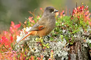 Infaustus: Siberian Jay - single individual sitting on a trunk