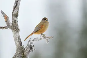 Infaustus: Siberian Jay - winter
