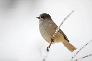Jays: Siberian Jay - Winter - Finland