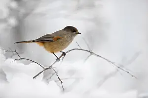 Jays: Siberian Jay - Winter - Finland