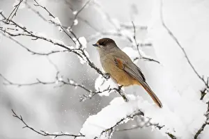 Jays: Siberian Jay - Winter - Finland