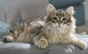 191020: Siberian kitten indoors