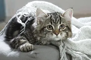191020: Siberian kitten indoors