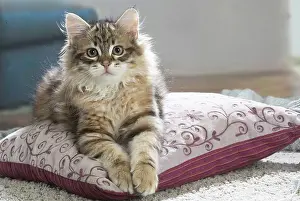 191020: Siberian kitten indoors