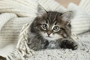 191020: Siberian kitten indoors