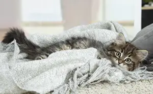 191020: Siberian kitten indoors