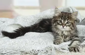 191020: Siberian kitten indoors