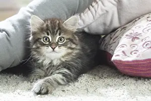 191020: Siberian kitten indoors