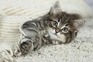 Siberians: Siberian kitten indoors